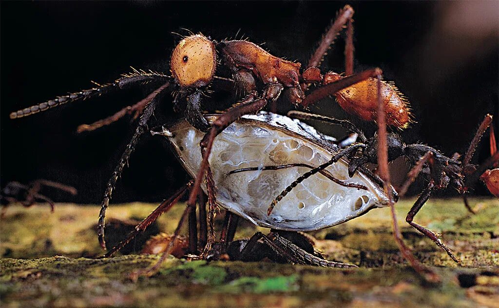 Муравей несет. Муравьи охотники. Какой муравей является хищником. Муравьи фуражиры. Хищные муравьи.