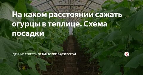 Какое расстояние при посадке огурцов в теплице