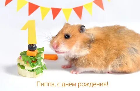 Хомяк комбинация дня