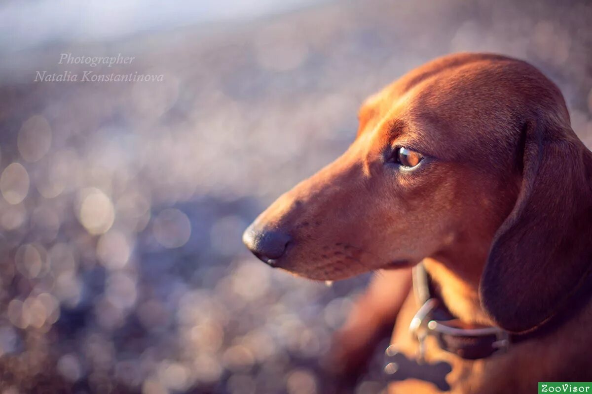 Жесткошерстная такса. Такса дашхунд. Большие таксы. Кроличья такса. Такса в теме.