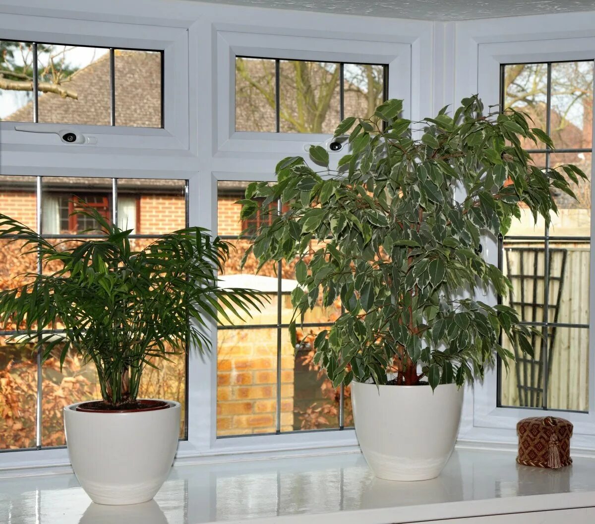 Цветы которые любят солнце и жару. Комнатные растения. Комнатные растения на окне. Комнатные растения для южных окон. Цветок в горшке на окне.