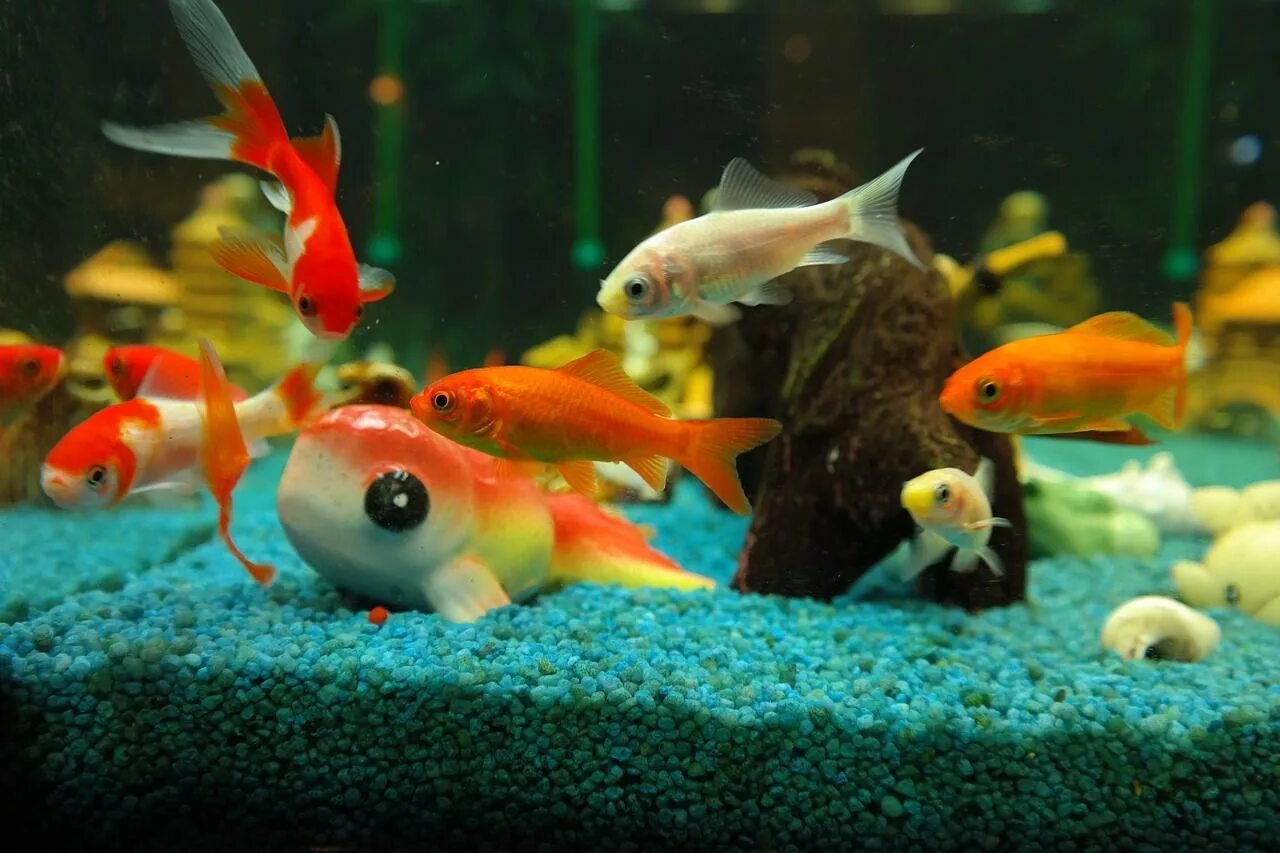 Pets fish. Рыбы в аквариуме. Домашние рыбки. Домашние аквариумные рыбки. Аквариумные рыбки в аквариуме.