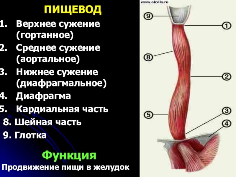 Масса пищевода