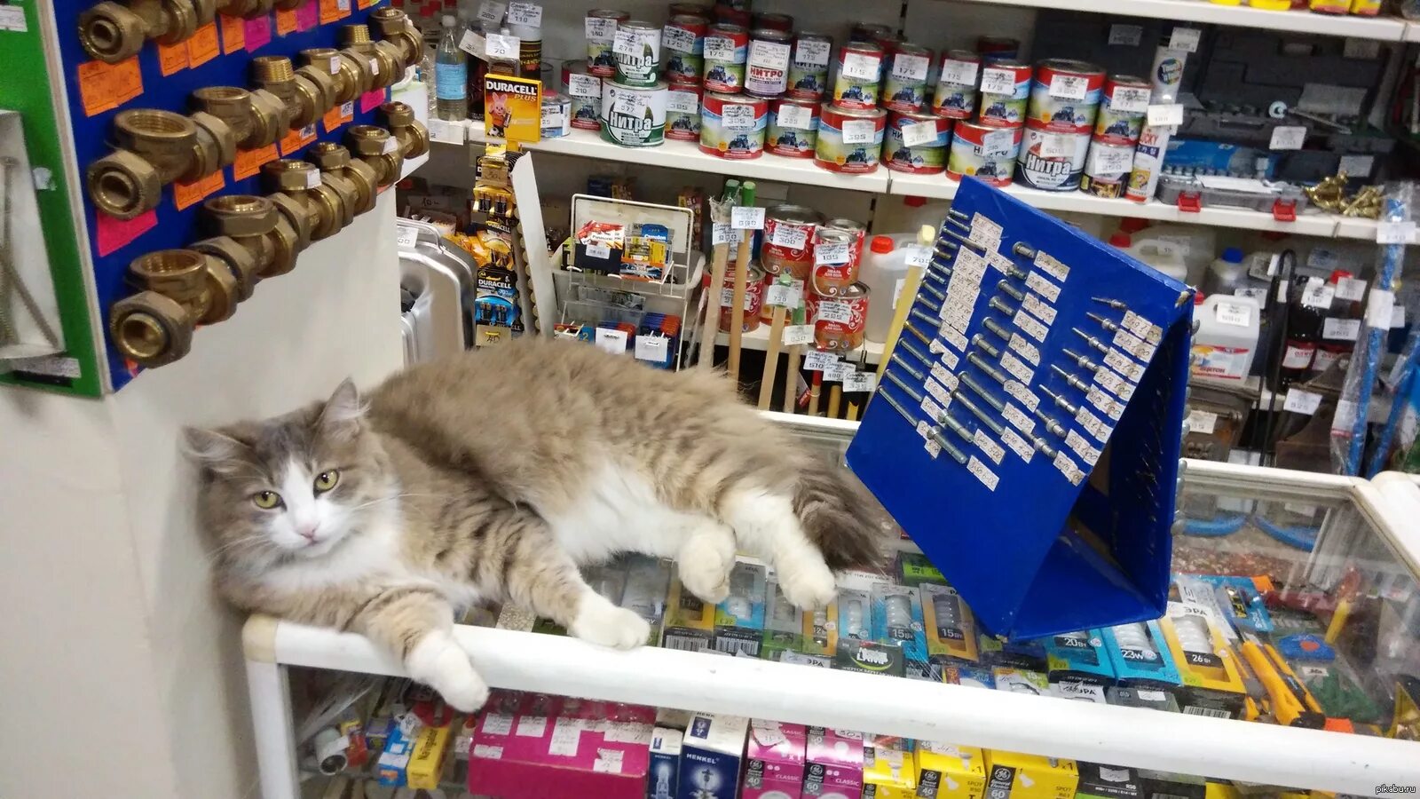 Магазин кошечек. Кот на прилавке. Кот продавец. Кот на прилавке магазина. Кошка в магазине.