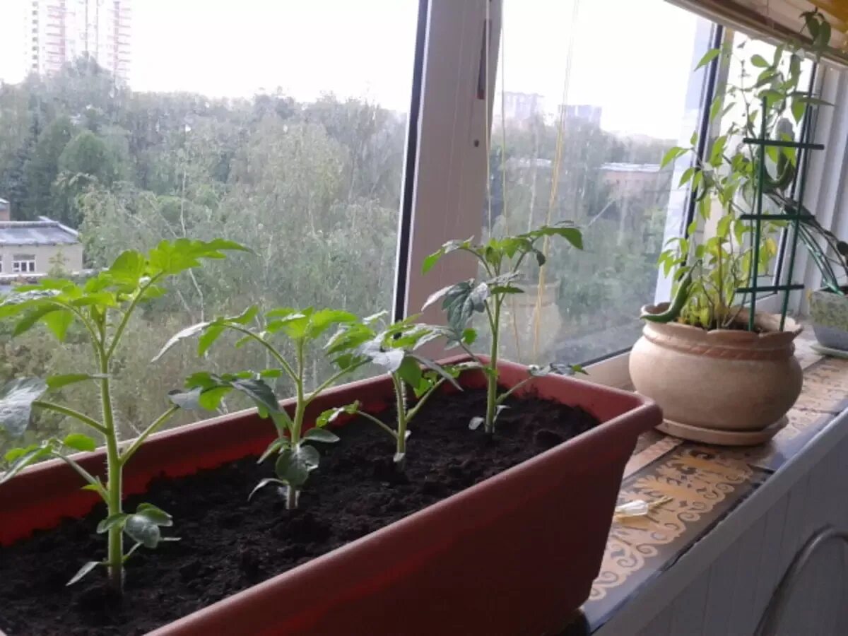 Выращивание томатов из семян в домашних. Рассада помидор черри. Черри балконное чудо. Рассада помидор черри на балконе. Помидоры черри всходы.