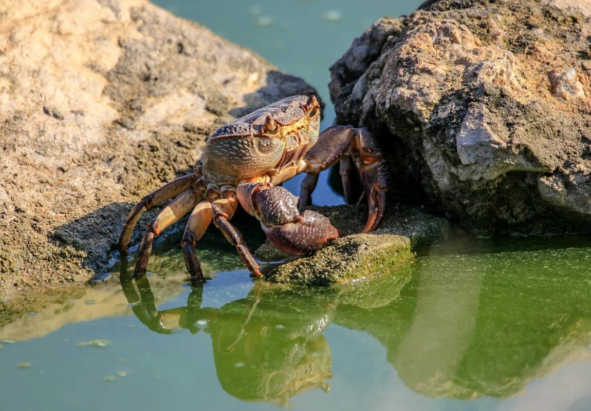 Где в россии краба. Пресноводный краб Крымский. Potamon ibericum. Пресноводный краб (Potamon potamios). Краба Potamon ibericum.