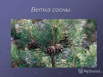 Сосна является ответ