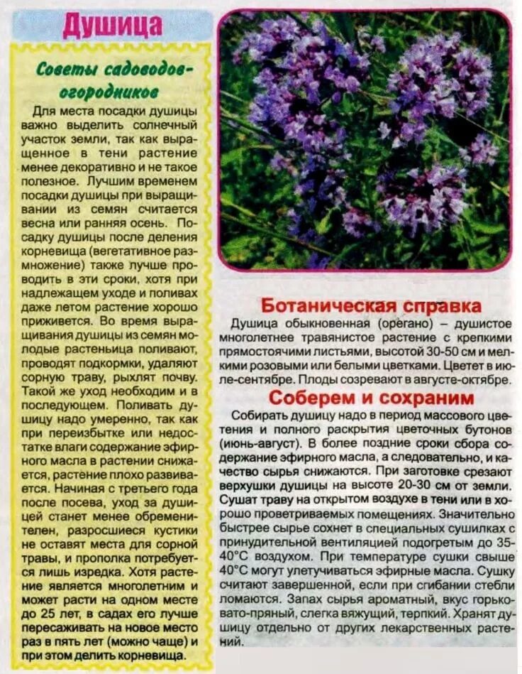 Душица трава для чего ее используют свойства. Душица. душица лекарственное растение. душица обыкновенная трава. душица обыкновенная на даче.