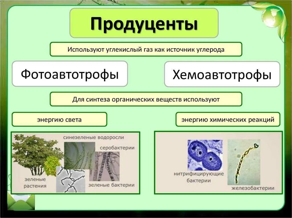 Продуцентами являются примеры