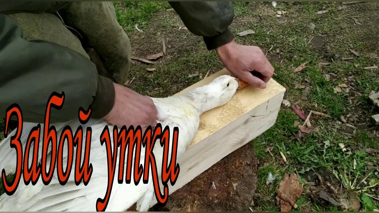 Забой домашней утки. Забой домашней утки