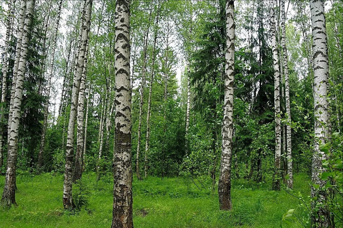 Разнообразие природы лесов. Лес Тверской области. Лес в Тверской области Тверской област. Торопецкий лес. Хвойный лес Тверь.