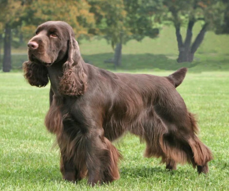 Английский кокер спаниель стойка. Филд спаниели в России фото. Cocker Spaniel field bred