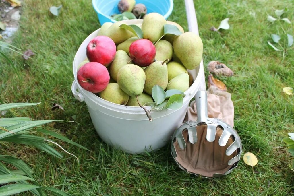 Как собрать фруктовую. Собирать фрукты. Сетка для сбора фруктов. Собирать фрукты с дерева приспособление. Выбросили яблоки.