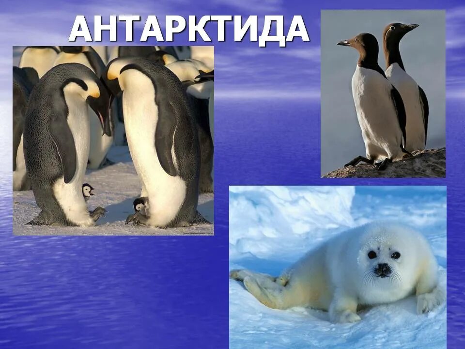 Сообщение о животных антарктиды. Животные Антарктиды. Животные Антарктиды презентация. Обитатели Антарктиды для детей. Про животных Антарктиды для детей.