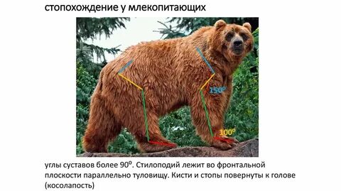 У млекопитающих постоянная температура тела
