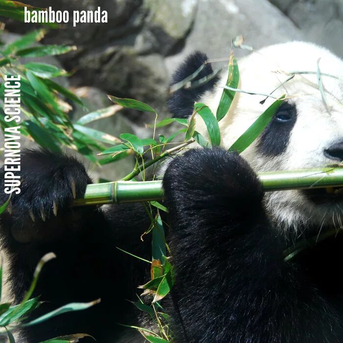 Panda n