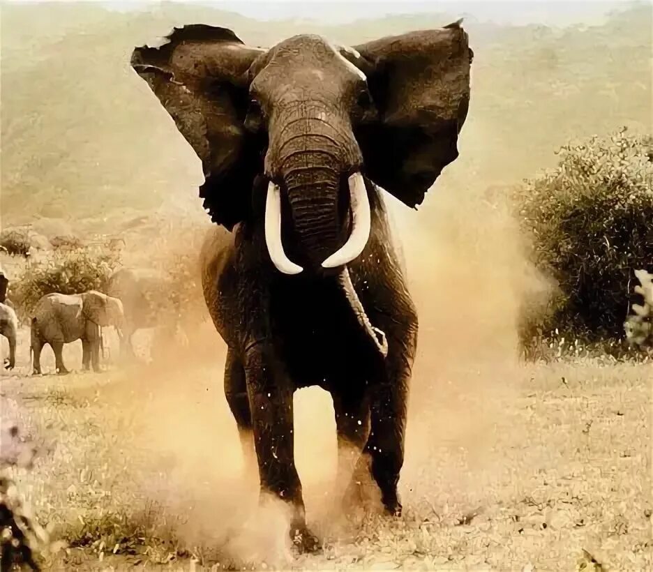 Слон бежит. Слоны бегут. Бег слона. Бегущий слон фото.