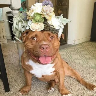 Just dogs