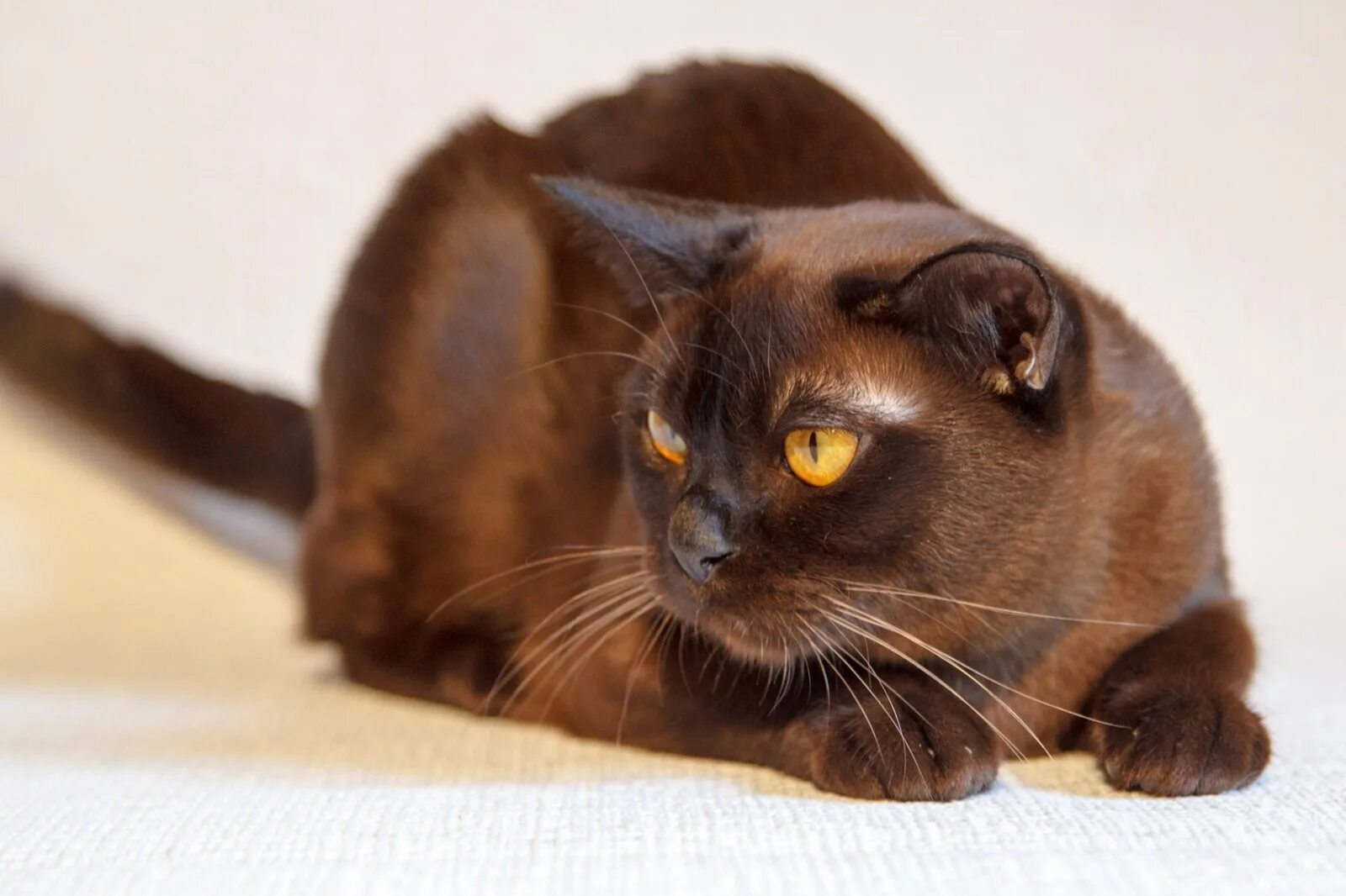 Фото шоколадных кошек. Европейская Бурма кошка. Бурманская порода кошек. Гавана Браун. Гавана Браун кошка.