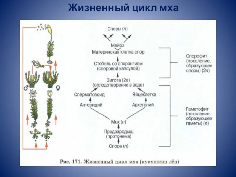 Водоросли хромосомы. Кукушкин лен жизненный цикл схема. Жизненный цикл мха Кукушкин лен схема. Цикл развития мха Кукушкин лен схема. Цикл развития Кукушкина льна схема.