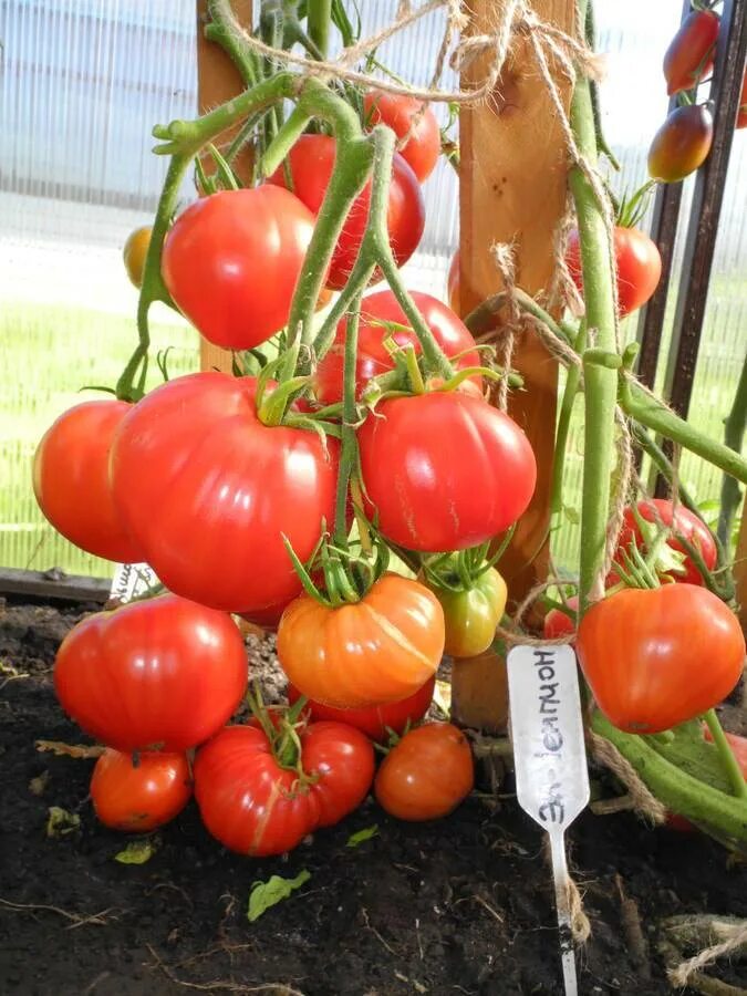 Томат эм чемпион сибирский сад. Томат розовый шлем 20шт. Томат сибирский чемпион. Сибсад томат эм-чемпион. Эм чемпион томат сибирской селекции.