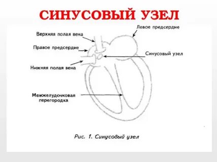 Синусовый узел