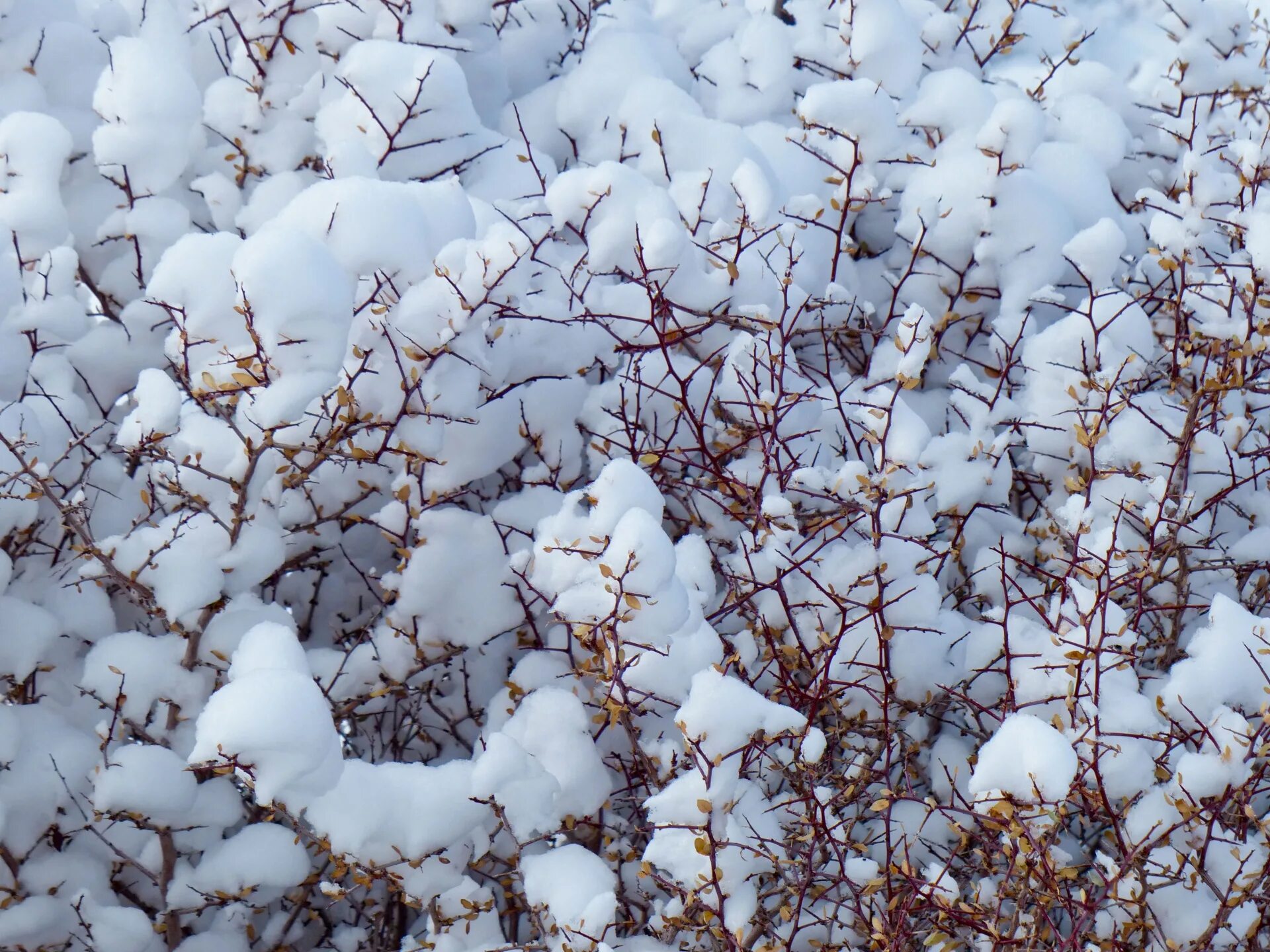 Снежная плесень на розах после зимы. Кусты зимой. Заснеженные кусты. Кустарники под снегом. Кусты в снегу.