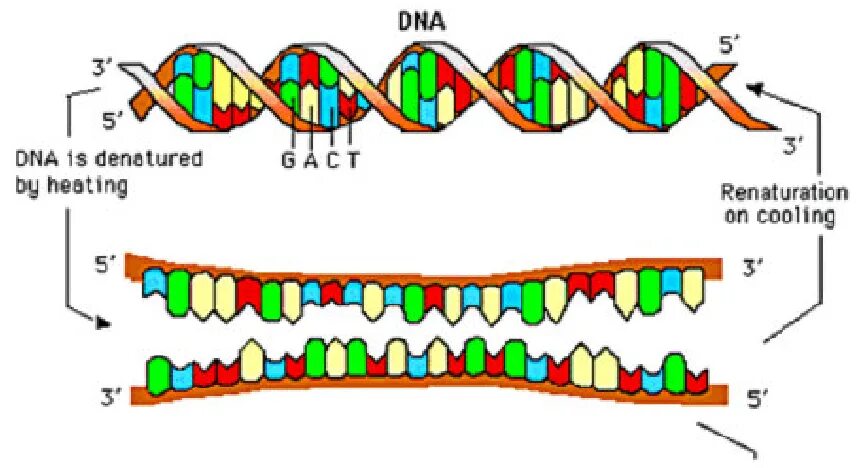 Днк штрих концы. Денатурация ДНК. Концы ДНК. Антипараллельность ДНК. Денатурация ДНК схема.