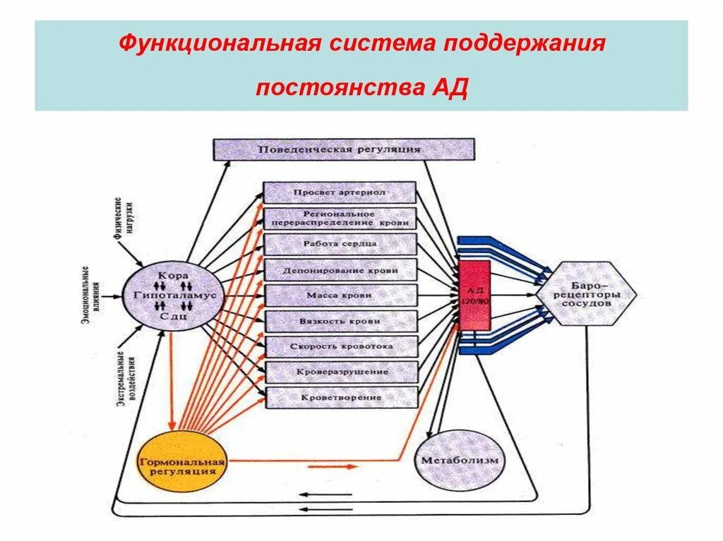 Схема деятельности функциональных систем организма. Функциональная система по Анохину. Общая схема функциональной системы организма. Теория функциональных систем Анохина.