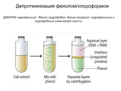 Экстракция днк