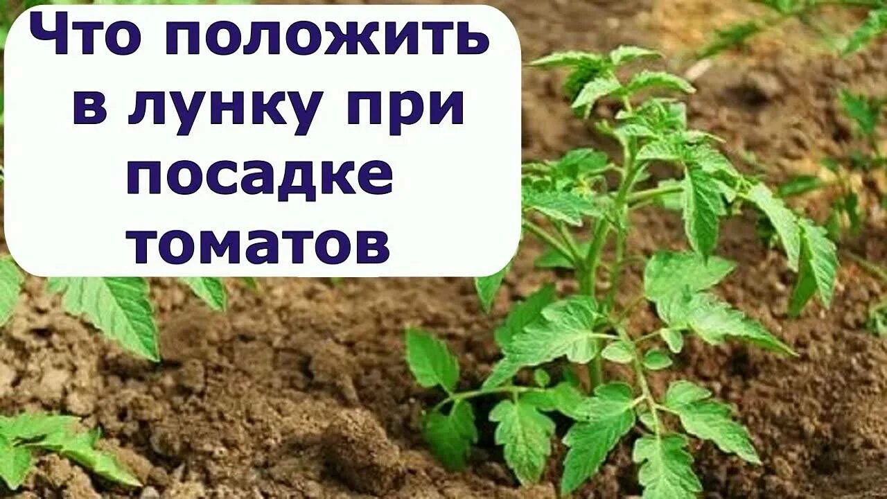 Высадка помидор в лунку. Высадка рассады томатов в лунку. Что добавлять в лунку при посадке томатов. Посадка томатов в лунку. Чего ложить в лунку при высадке томатов.