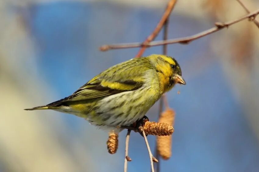 Carduelis Spinus. Чиж серый. Spinus Spinus Зяблик. Eurasian Siskin