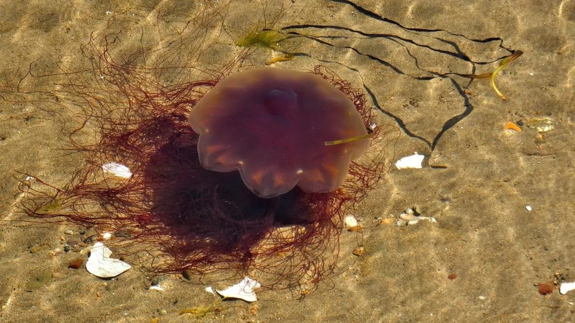 Чем опасны медузы. Жалящие медузы черного моря. Медузы черного моря которые жалятся. Тигровая медуза. Медузы на Бали.
