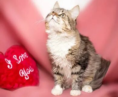 Котенку 1 годик