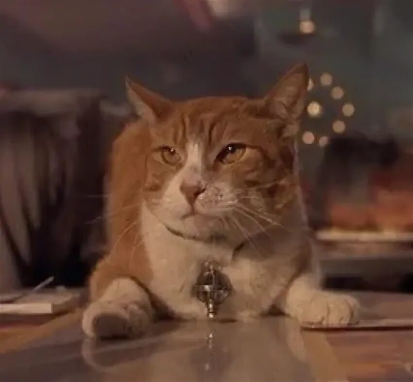 Люди в черном орион. Люди в черном кот. Майк нуссбаум 1997. Кот орион люди в черном. Пояс ориона люди в черном.