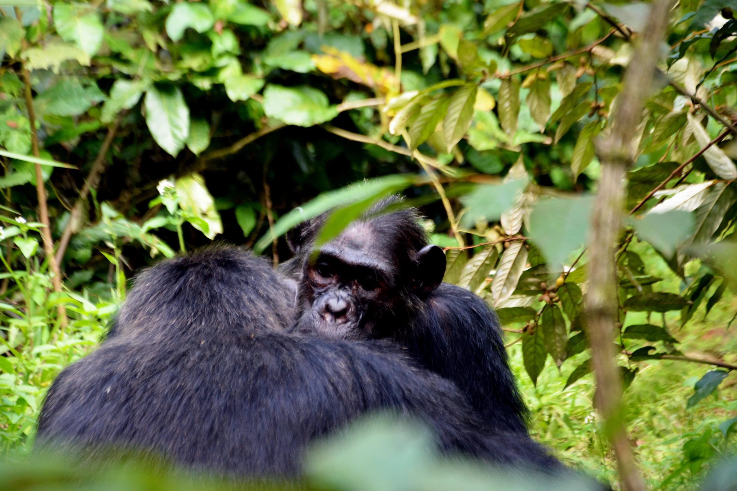 Обитание обезьян. Тропические леса Африки приматы. Обезьяны экваториальных лесов Африки. Экваториальные леса Африки шимпанзе. Тропические обезьяны.