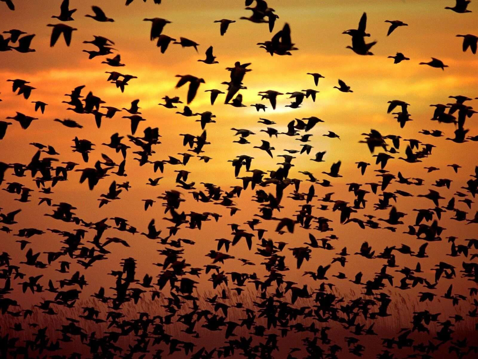 Долина Джатинга. Много птиц. Стая птиц. Множество птиц.