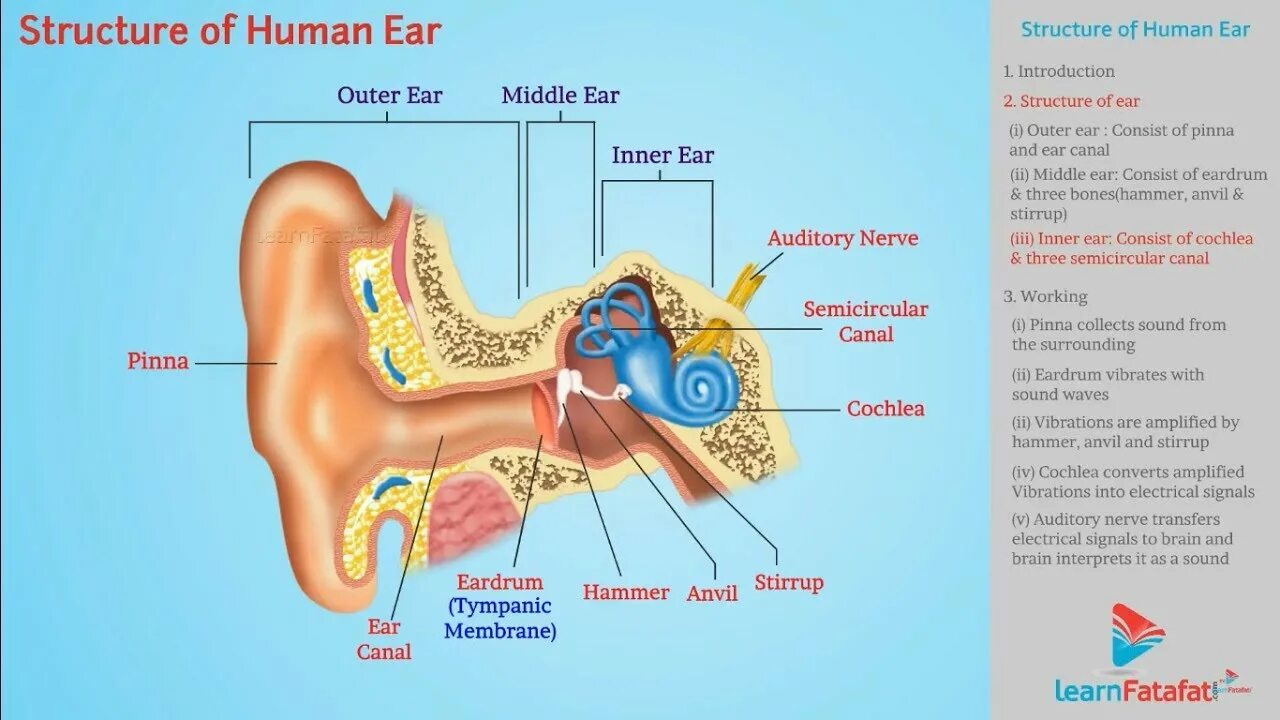 Ear structure Sound. Instruments of Ear structure. Hear system