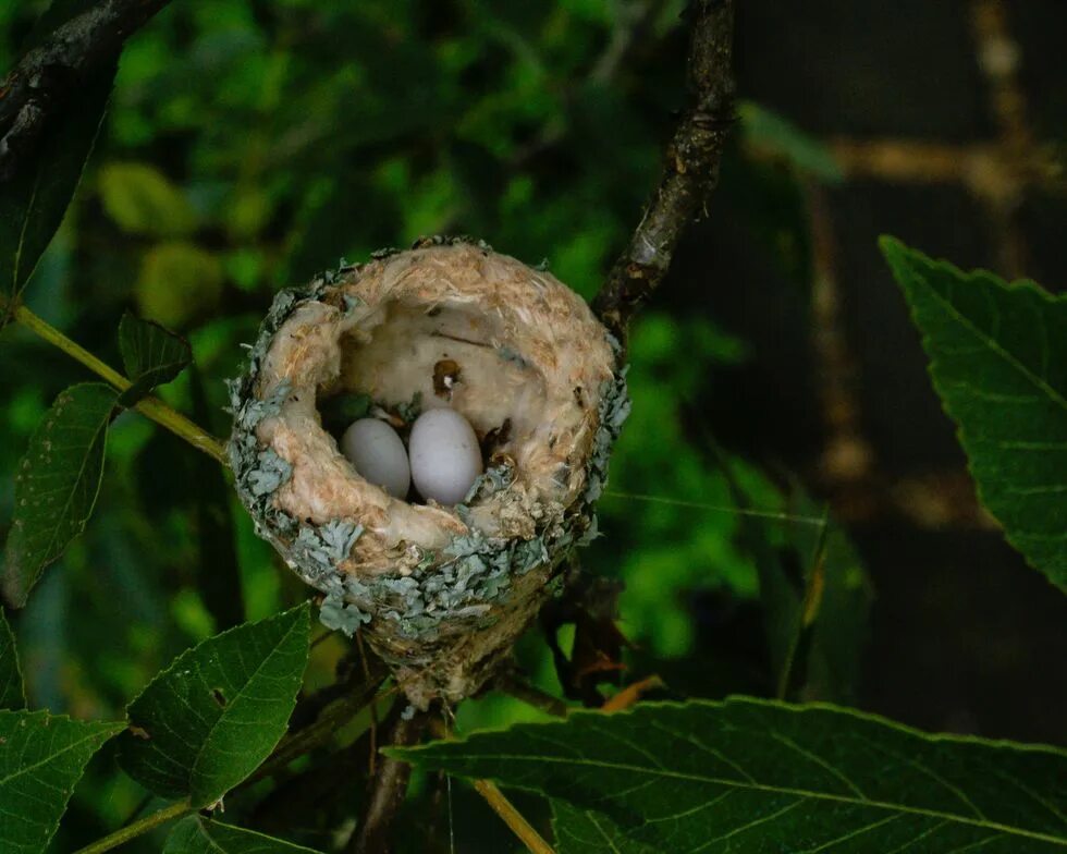 Plant nest. Гриб Птичье гнездо. Необычные птичьи гнезда. Съедобные птичьи гнёзда. Коралл Птичье гнездо.