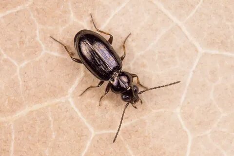 Anisodactylus signatus