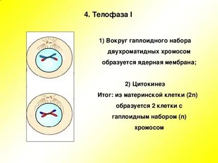 Телофаза набор