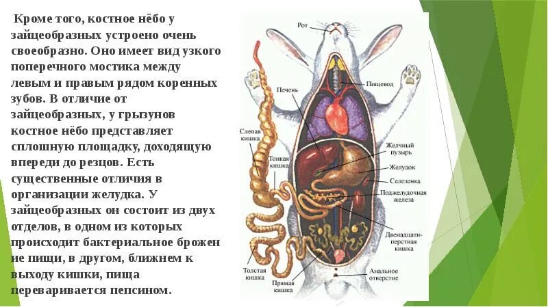 Внутреннее строение кролика. Строение костного неба у зайцеобразных. Внутреннее строение зайцеобразных. Внешнее строение зайцеобразных и грызунов. Строение органов кролика.