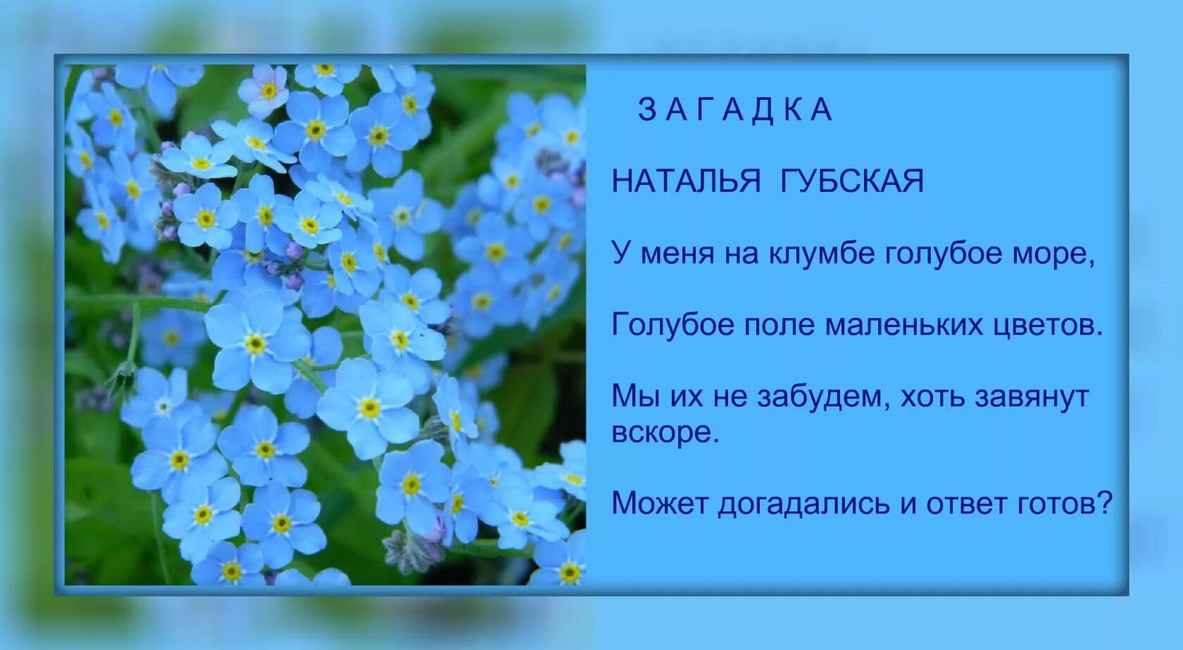 Незабудка что означает. Стихи про незабудки. Цветы незабудки. Стихотворение про незабудку. Загадка про незабудку для детей.