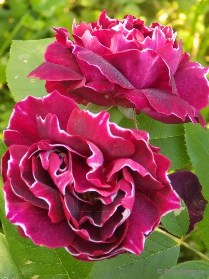 жиро де лен. жиро де лен. жиро де лен. жиро де лен. жиро де лен.