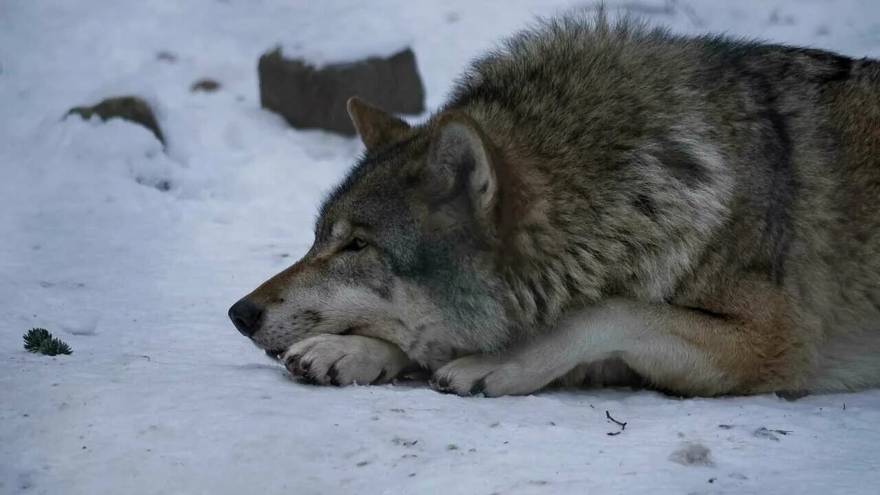 Волк. Волчица с волчатами. Серый волк зимой. Бегущая с волками. Волк canis lupus.