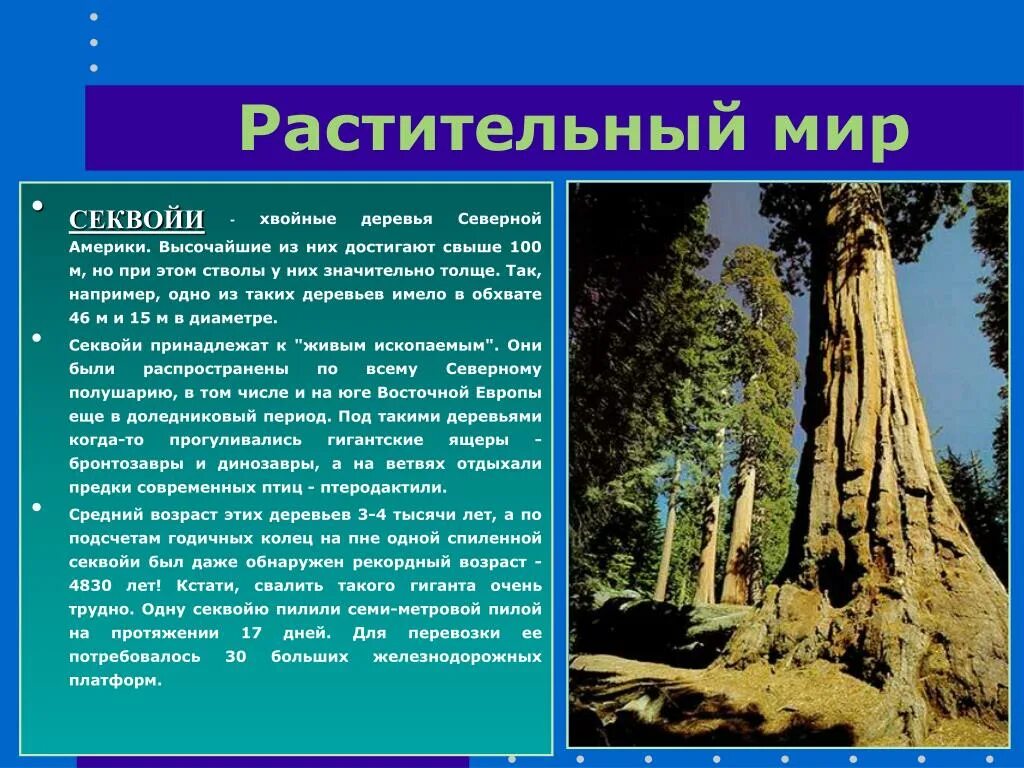 Самое высокое дерево северной америки природные зоны. Растительный мир Северной Америки Секвойя. Деревья Секвойя в Северной Америке. Растения Северной Америки Секвойя. Растительный мир США.