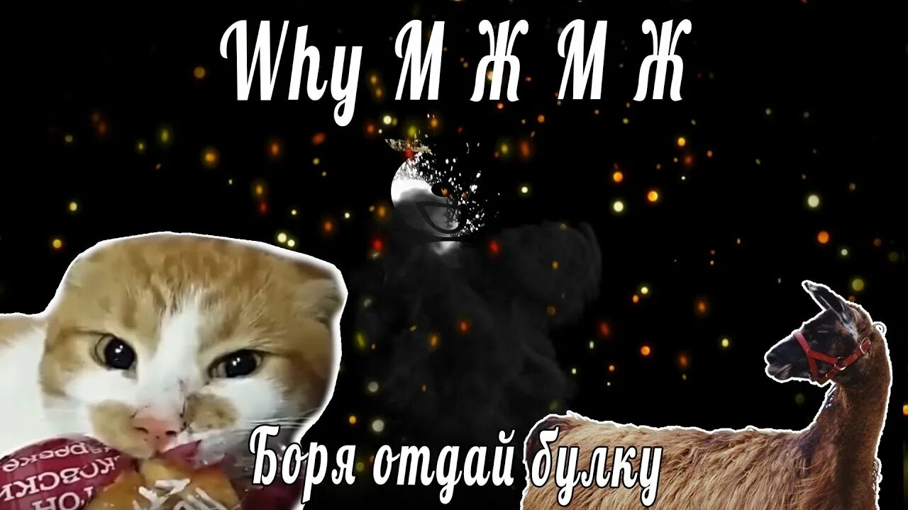 Боря отдам. Кот боря.
