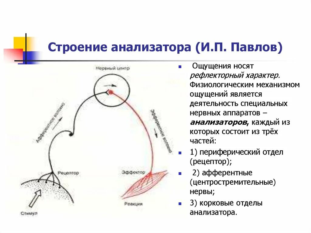 Строение анализатора по и.п Павлову. Схема строения анализатора. Общая схема строения анализаторов. Структура анализатора схема.