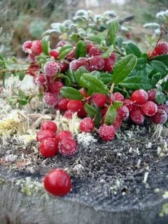 Ягоды растут фото