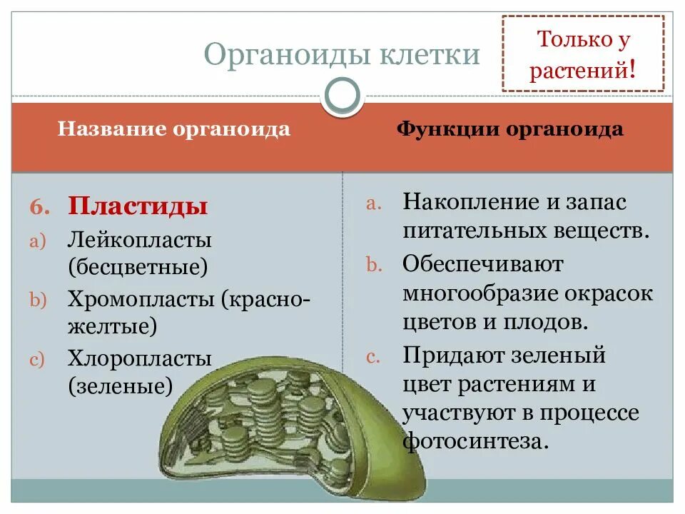 Функции клеток животных и растений. Лейкопласты органоиды клеток. архониды. органоиды это. названия органоидов растительной клетки.